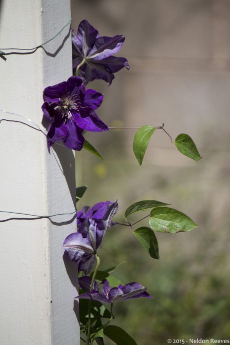 Clematis Growing up a Patio Post
