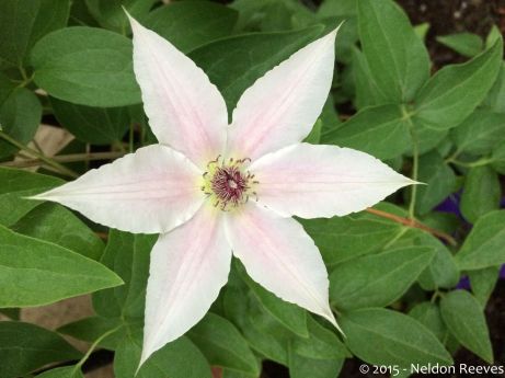 Pinky™ Clematis